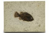 Detailed Fossil Fish (Cockerellites) - Wyoming #327812-1